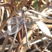 Evening Hawker